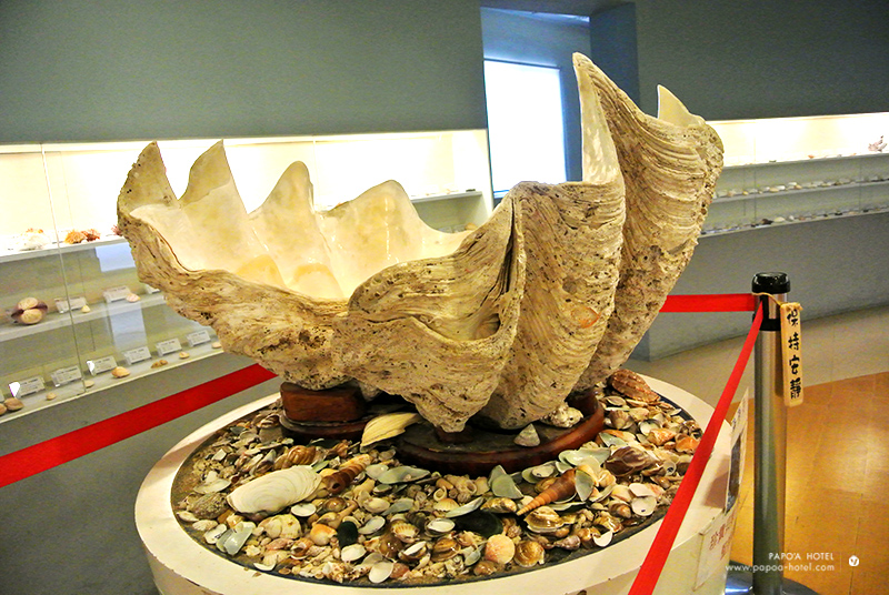 旗津貝殼博物館照片